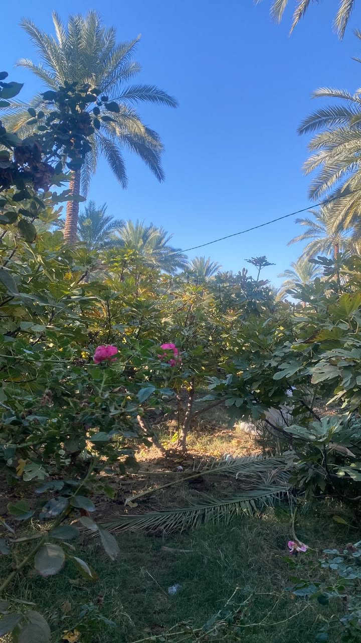 بستان ٣،دونم  طابو زراعي سند ٢٥ مغروسه انواع الفواكه ( تين ،عنب ،تفاح ،نخيل ) فيها بئر ماء صالح للشرب و منظومة سقي 
كافة الخدمات متوفره ماء وكهرباء 
تباع كلها 
تبعد عن الشارع 700 متر عن شارع المنطقه
#الحله_منطقه_هوى_الشام
للتواصل 
***********
