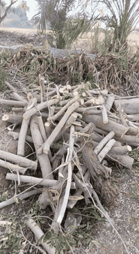 سلام عليكم خشب للبيع نص حمل او أقل ماعرف شوف كدام عينك اخضر ويابس ألسعر 180 .....***********
