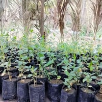 ناحية الطار • ٩٠ قطعة • ارتفاع شبر