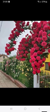 نسرين متسلق • ١-١٫٥م • احمر ابيض وردي