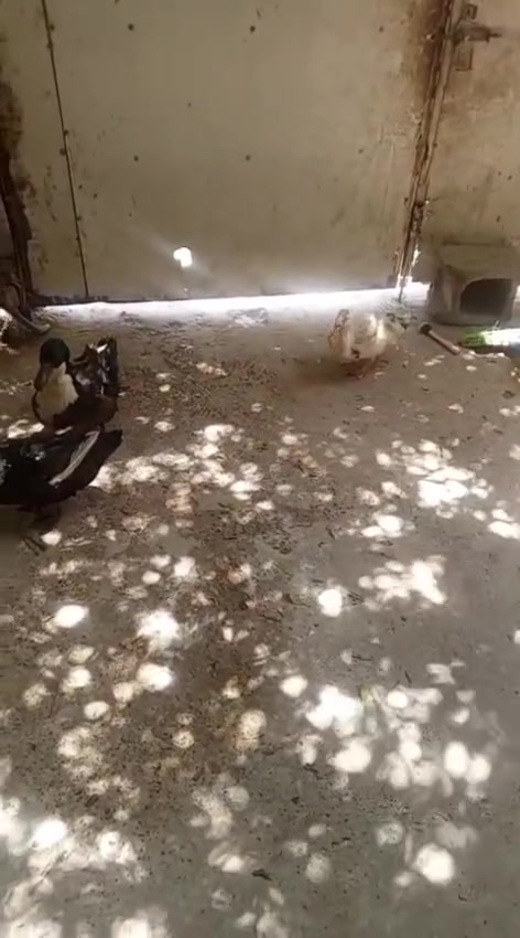 مستعجل على البيع بشوش زوجين بياضات سعر ٢٥ مكاني بغداد حي البساتين مقابل العياده الشعبية او الاتصال ***********
