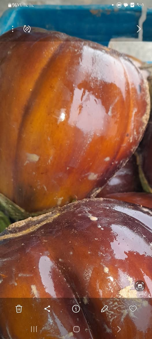 يوجد حب بيذنجان درجه اولئ
سعر كيلو 50/الف الاتصال على هذا رقم
***********
