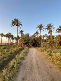 زخِيخه قضاء هيت • ١٥ دونم • طابو