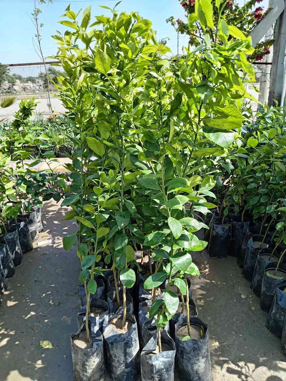 #ياعلي بفضل الله تم وصول وجبه من الحمضيات بأسعار جدا مناسبه للحجز والاستفسار مراسله الصفحه او الاتصال على الرقم التالي :
***********
