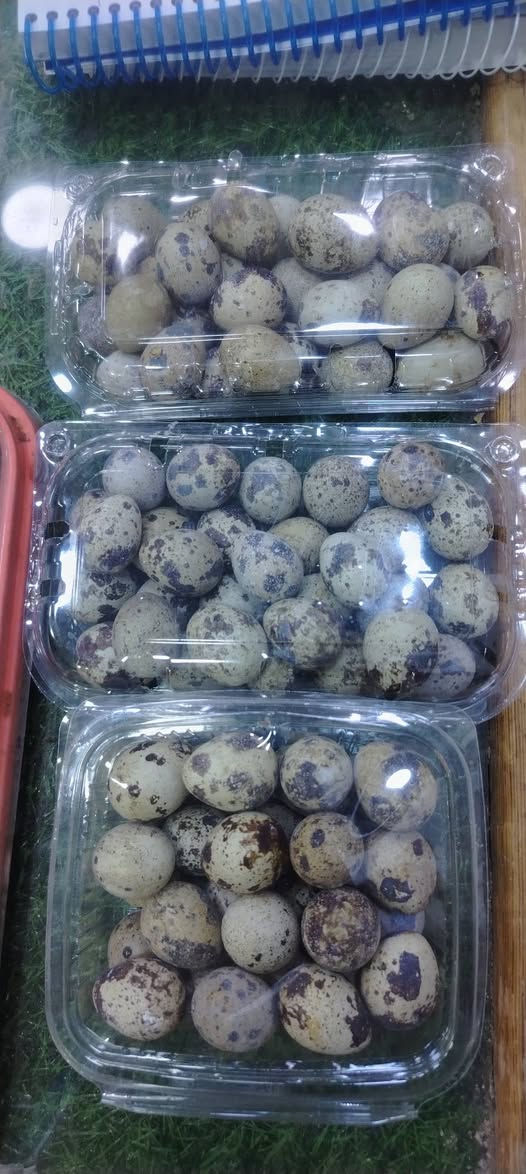 توفر لدينا بيض سمان + بيض عرب
جديد
علوة أبو مهند وأولاده 
خدمة التوصيل
*********** واتساب
***********
راوه الجديده قرب أسواق قصي الراوي
