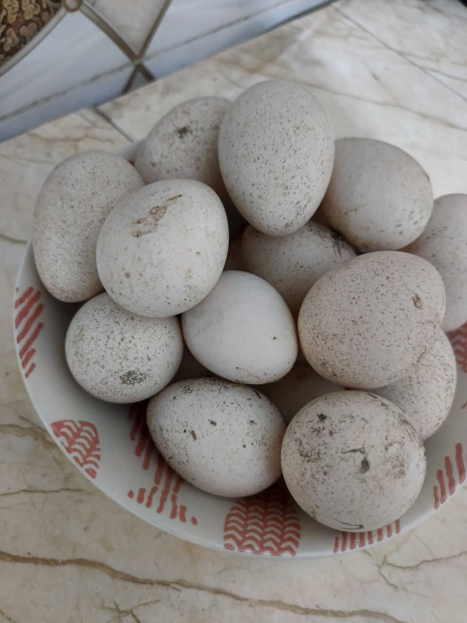 1_ متوفر بيض 🥚🥚 بوب وايت المغرد 🎼 الامريكي اللون الاصفر والثلجي عدد البيض المتوفر ٢٧ بيضه قابل للزياده عمر البيض ٥ ايام
2_ متوفر بيض🥚🥚 فسيفسات🦃 عرب عدد ٢٠ بيضه قابلات للزياده عمر البيض ٦ ايام فقط مخزونات خزن صحيح 
العنوان بابل المسيب 
هـ 📞/ *********** متوفر اتصال وماسنجر واتساب
