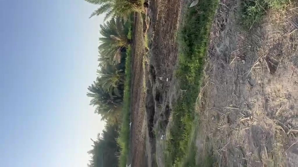 سلام عليكم بستان للبيع مساحه 2 دونم عنوانه سديناوية ورا جسر بمنطقة اصبحة مساحته 2دونم بستان مرتب باقي تفاصيل وسعر اتصال على الارقام او مراسلة صفحه.    ***********///***********
