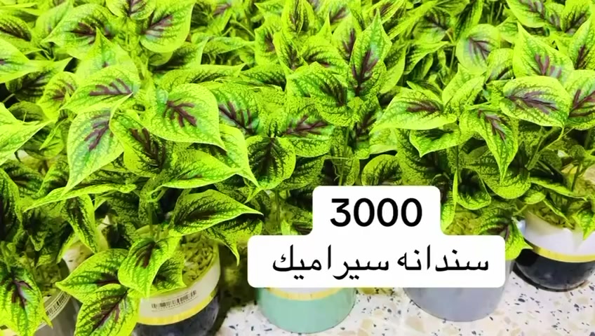 خانقين مقابل معمل النسيج مجاور دلسوز البزاز لا يوجد توصيل مفتحين من 2 إلى 12 مساء


**إذا كنت صاحب هذا الإعلان وتريد حذفه لأي سبب، رجاءا أرسل رسالة إلى الدعم الفني**