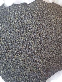 بذور باميه • درجة اولى • عمر زغير