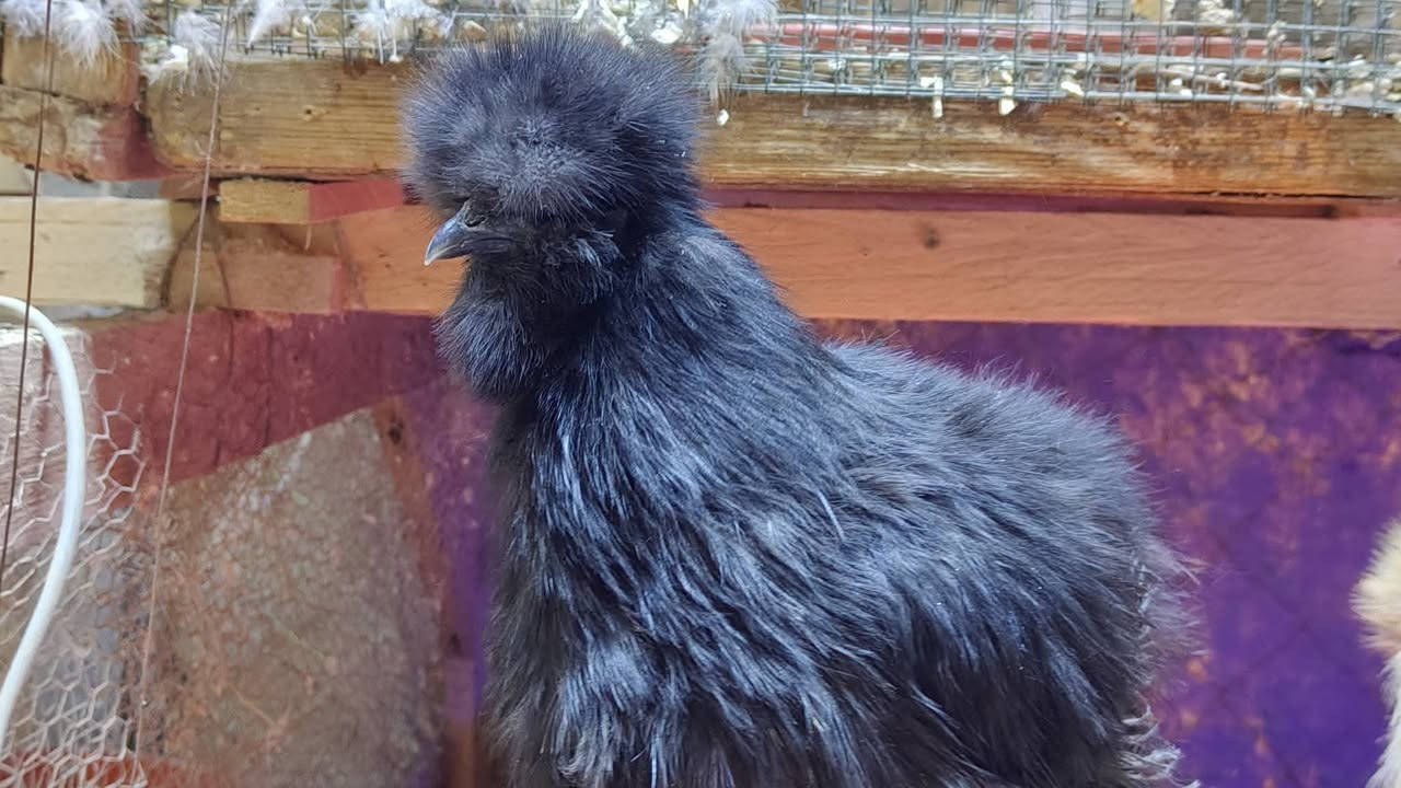 #متوفر
متوفر امايات مخاليف  عدد 4 ستوهن بيضن
 من حلالي 
العمر 7 اشهر ونص اشهر 
الوان متعددة
اسود امريكي 
كولد حني
اصفر بالشكولاته
مواصفات كاملة 
جلد ازرد عظم 5اصابع كعكولة بعدهي نسل يعني عظم لا تسولف بالكعكولة خير من الله 
يوجد توصيل محافضات الجنوبية وبغداد بصرة
سعر الزوج 200 قفل التوصيل على المشتري 
يمكنم التواصل خاص او على الواتس اب 
***********
@إشارة
