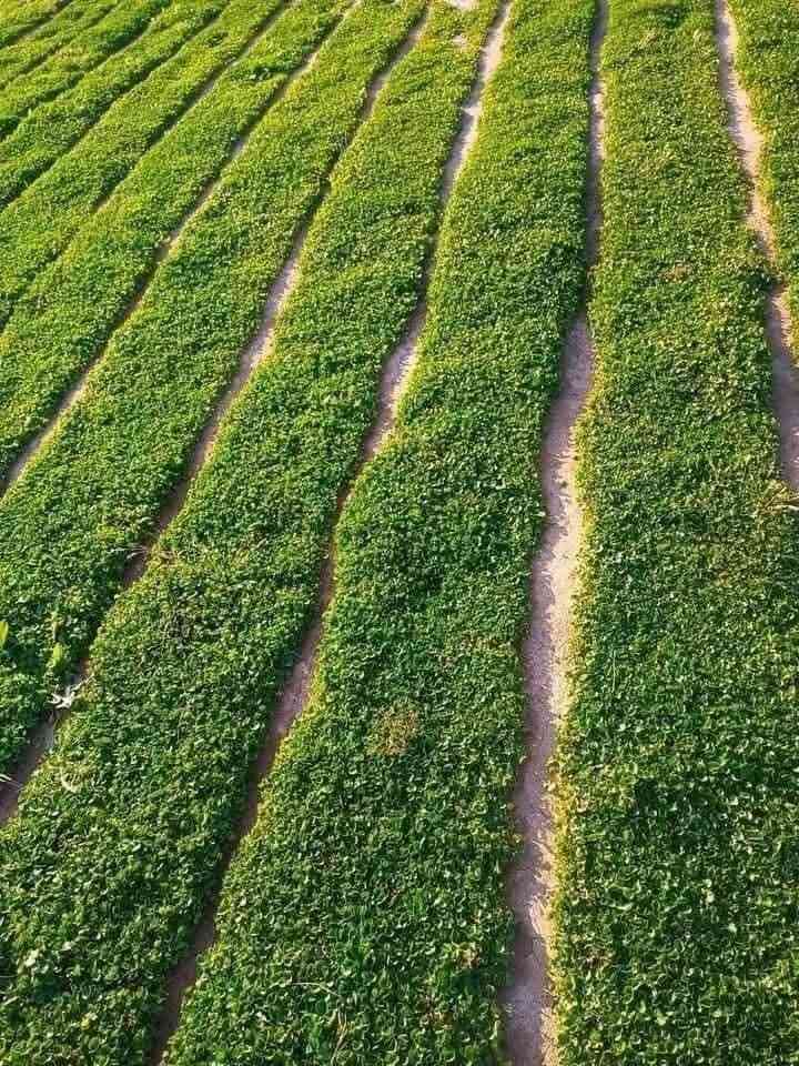 🌿 ثيل طبيعي بجودة ممتازة – هندي درجة أولى 🌿

✨ مثالي للاستخدام في:
🏡 المنازل | 🌳 الحدائق | ⚽ الملاعب | 🏢 الدوائر | 🏗️ المشاريع الاستثمارية

💰 سعر المتر المربع مميز جداً! (تخفيضات خاصة للكميات الكبيرة – قابل للتفاوض)

✅ متوفر لدينا جميع أنواع الثيل الطبيعي:
🇫🇷 فرنسي | 🇮🇹 إيطالي | 🇺🇸 أمريكي | 🇮🇳 هندي | 🇪🇸 إسباني | 🇬🇧 إنجليزي

🚛 قدرة على تجهيز كميات كبيرة للمشاتل والملاعب

🌱 لماذا نحن؟
✔️ نوعية ممتازة بأسعار تنافسية
✔️ زراعة احترافية تضمن نجاح الثيل
✔️ توصيل سريع حتى باب بيتك

📩 لطلب الثيل أو الاستفسار، راسل الصفحة الآن! 💬

***********
***********
