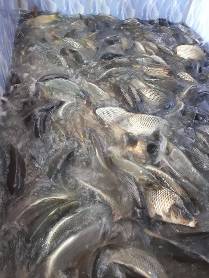 السلام عليكم.
سعر كيلوالسمك الشوي 6500.
سعر كيلو السمك الحي(بدون شوي)5500.
اهلا وسهلا بكم.
الموقع :-الكورنيش مقابيل الجامع الكبير.
للحجز الاتصال على.
***********
***********..
