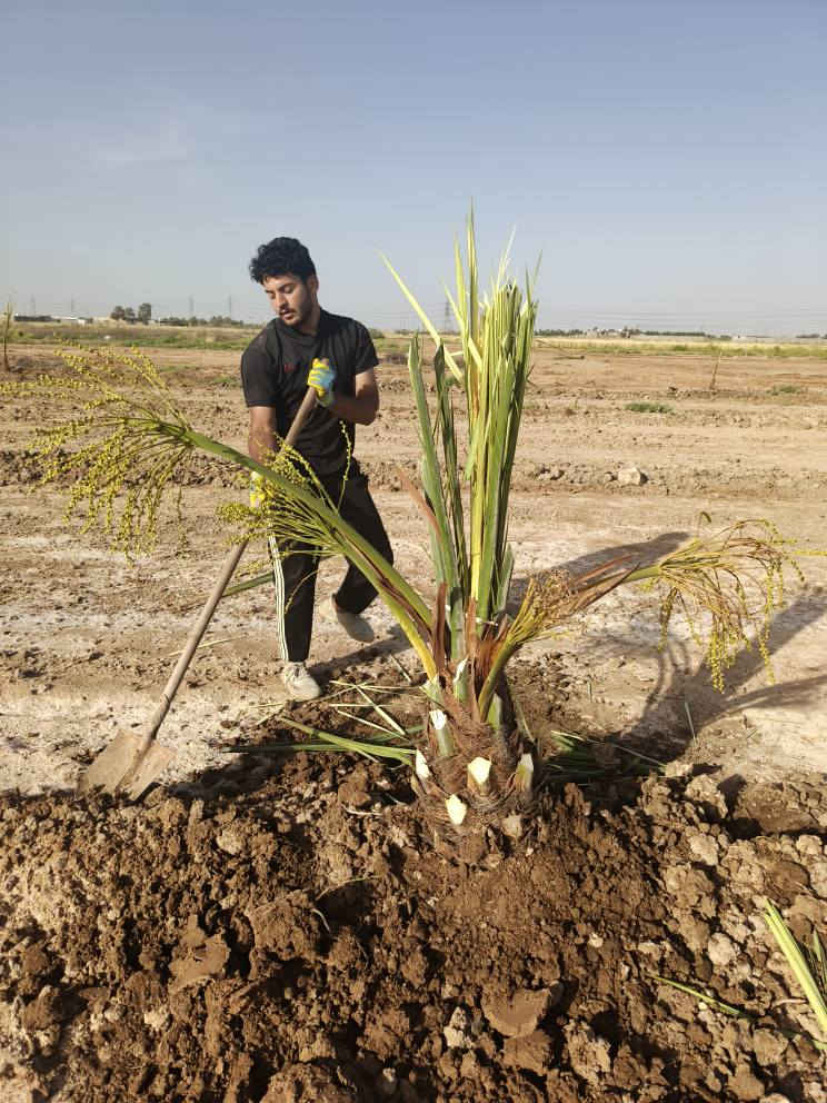 متاح فسائل حجام كبار وحمالات 
زهدي تبرزل خستاوي خضاروي مندلي المكان بغداد المعامل سياحي *********** بغداد, العراق
