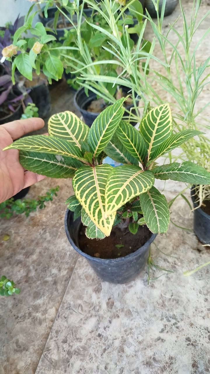 🌿🌸 أسعار منافسة... وعروض مميزة 🌸🌿

نوفر لكم:
🌱 نباتات داخلية وخارجية.
🧪 أسمدة متنوعة.
🛡️ مبيدات حشرية وفطرية.
🌾 أوساط زراعية.
🎁 هدايا مجانية مع بعض الطلبيات (لفترة محدودة).

📍موصل الجديدة – سايدين – حي العامل
قرب منفذ كي كارد تاج السعد.

📞 *********** (اتصال وواتساب)
📞 *********** (واتساب)

🚚 توصيل داخل مدينة الموصل.

🤍 دعمكم بإعجاب أو تعليق يساعدنا على الاستمرار، وشكرًا لثقتكم.

فواز المولى | عيادة الزراعة المنزلية

#فواز_المولى #عيادة_الزراعة_المنزلية #سوبر_بروتينات_نانو #سوبر_كرين_21 #نباتات_داخلية #اسمدة_كيميائية #زراعة #تكاثر_النباتات #الموصل
