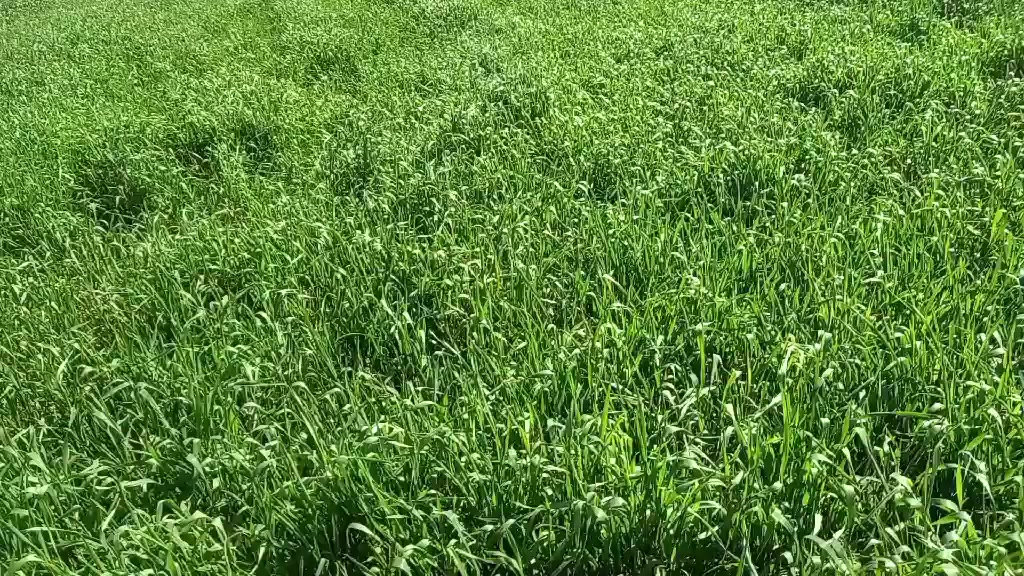 بسم الله ماشاء الله لا قوة إلا بالله العلي العظيم...
بعض الحقول الزراعي المشرفين عليها.  اختيار الأسمدة حسب نوع التربة وعمر النبات ووقت التغذية.
يقلل التكلفة الإقتصادية ويزيد من الإنتاج والنوعية.
ومن الله التوفيق والنجاح 🌹🌹🌹🌹🌹🌹🌹🌹


**إذا كنت صاحب هذا الإعلان وتريد حذفه لأي سبب، رجاءا أرسل رسالة إلى الدعم الفني**