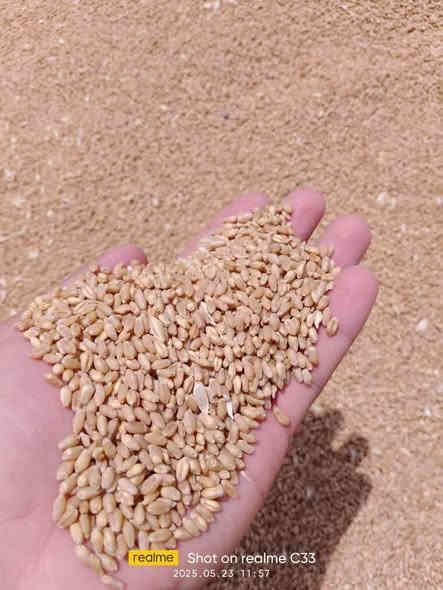 تم وصول وجبه كبيره من حنطه النزار بنت المغلف شرط والنظافة 100٪ في مكتبنا 
مكتب صادق عبود للتجهيزات الزراعيه 
عنوانا النجف. الحيدرية 
للاستفسار الاتصال على الارقام التاليه
***********
***********
اسعارنا وموادنا اصليه
