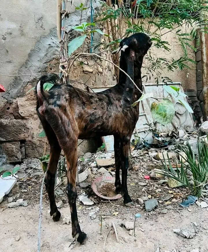 متاح عنز للبيع هي وبناتها ثنين عنز حلابة فحلها وياها سعرهن قفل ٤٠٠ من الاخير ***********
