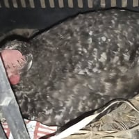 دجاجات كاركات العدد7كلهن جواهن بيض للبيع الستفسار07712196988