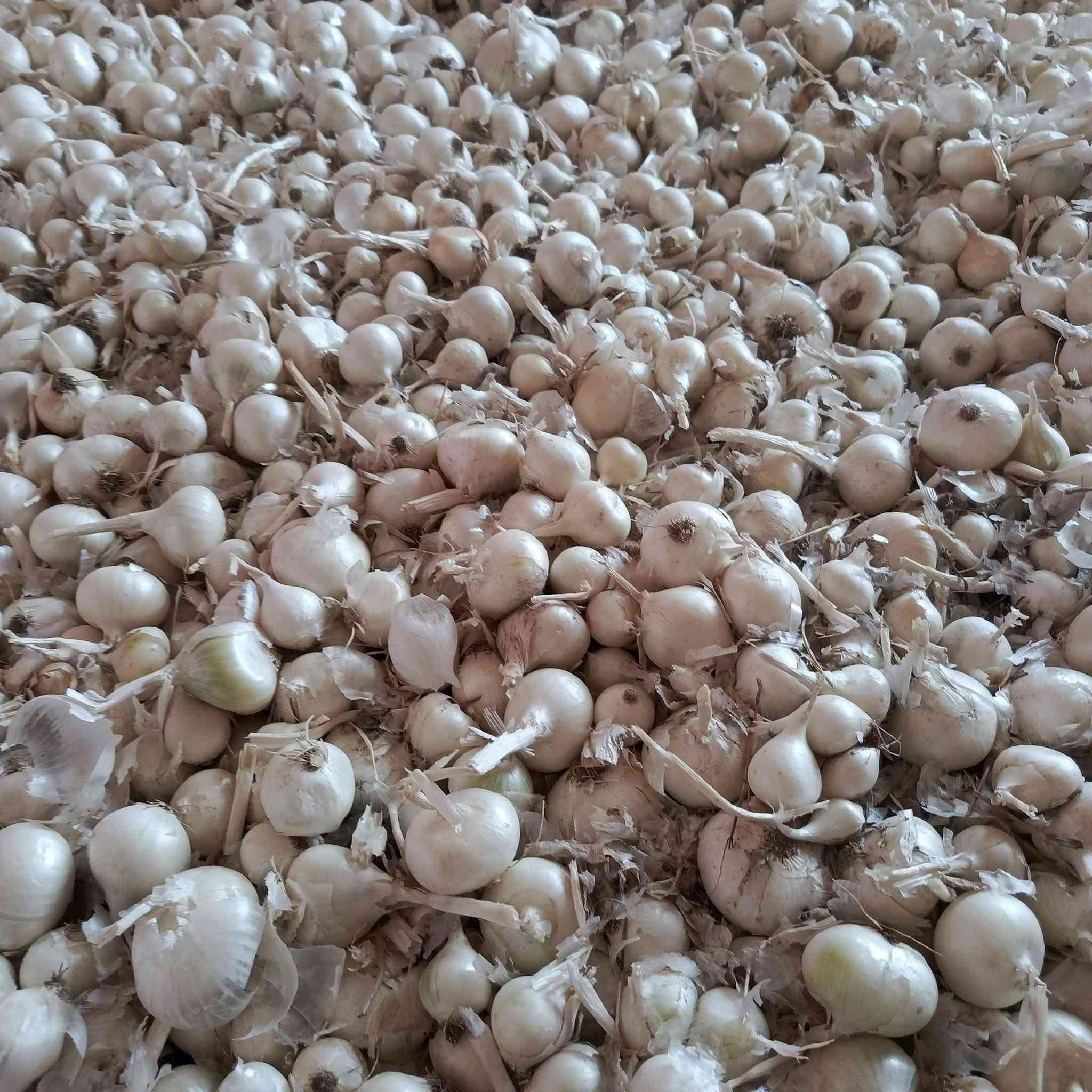 بصل للبيع عريب حار مكفول عام .. واسط 
***********
