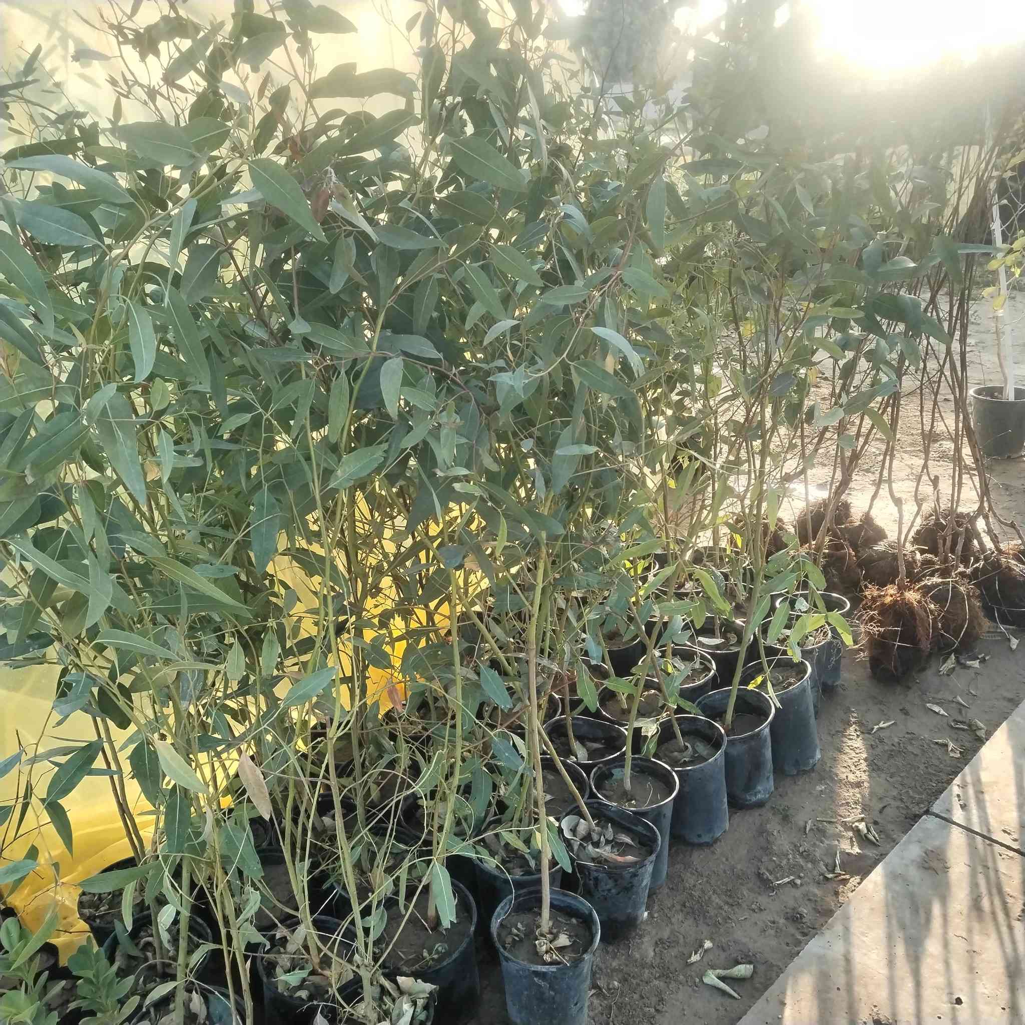 دعم #بمتابعة البيج والمشتل وتجدول كل ماي يناسب المنازل والحدائق


**إذا كنت صاحب هذا الإعلان وتريد حذفه لأي سبب، رجاءا أرسل رسالة إلى الدعم الفني**