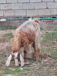 عنز • حامل أول • بغداد التاجي