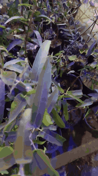 بسم الله الرحمن الرحيم  تتوفر شتلات من الكالبتوز الليموني  اوراقه معطر...