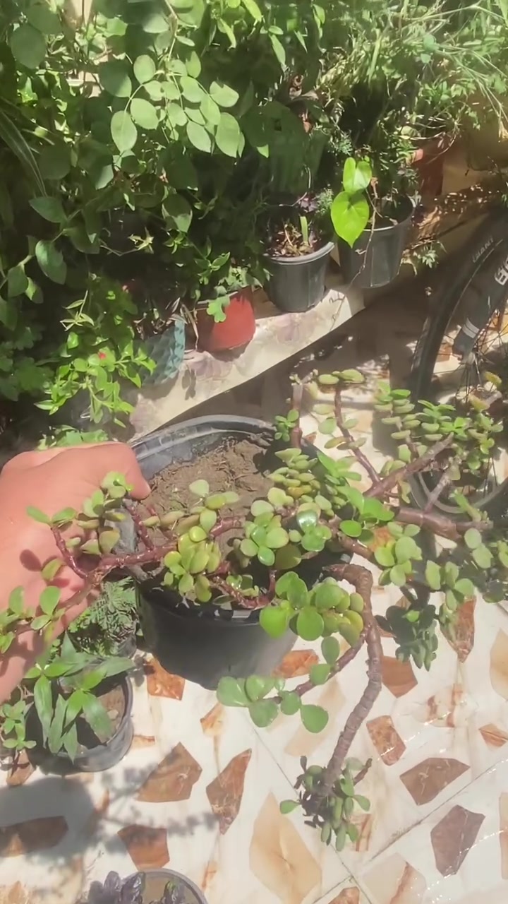 يتوفر نبات دمعة الطفل داخل  مشتل الكلورفيل ☘️🌱سعر القطعه3000  
ويتوفر توصيل داخل احياء الموصل🚚
 #نباتات  #نباتات_الزينة #الموصل


**إذا كنت صاحب هذا الإعلان وتريد حذفه لأي سبب، رجاءا أرسل رسالة إلى الدعم الفني**