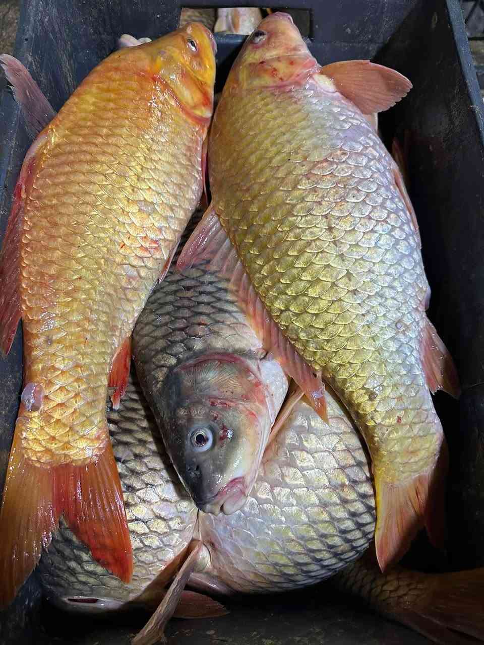 سمك بحيره خشن🐬🐬🔥🔥
يابه التازه وصل بعده يلبط سمك (كرفه)💯💝
متوفره جميع الأوزان 💪💪🎁🎁
سعر الكيلو 4500دينار مناسب جدا 👌👌
متوفره الأن في أسواق النور للمواد الغذائيه🛒🛒
#العنوان_الأنبار_عانه_شارع_المصرف_مقابل_التربيه🚘🚖


**إذا كنت صاحب هذا الإعلان وتريد حذفه لأي سبب، رجاءا أرسل رسالة إلى الدعم الفني**