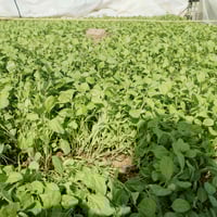 شتل باذنجان • قريه العباس والنجفيه • توليد الرافدين