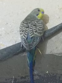 للبيع