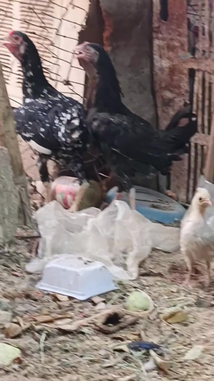 من رخصت مدير الكروب متاح دجاج عرب ودجاج كويتي قيم وخذباليرضه الله الخاص مفتوح


**إذا كنت صاحب هذا الإعلان وتريد حذفه لأي سبب، رجاءا أرسل رسالة إلى الدعم الفني**