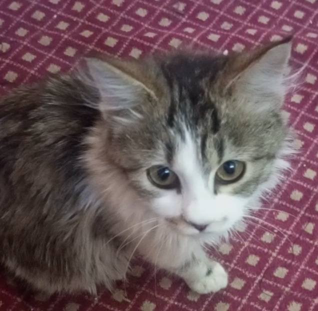 قطه لطيفه للتبني (مجانا)
🐾🐾🐾🐾🐾🐾🐾🐾
القطه صغيره عمرها بالاشهر
لطيفه وتحب تلعب ونشيطه 💗
العنوان/ بغداد / الشعب
للاستفسار اكثر راسلونا على صفحه 💖


**إذا كنت صاحب هذا الإعلان وتريد حذفه لأي سبب، رجاءا أرسل رسالة إلى الدعم الفني**