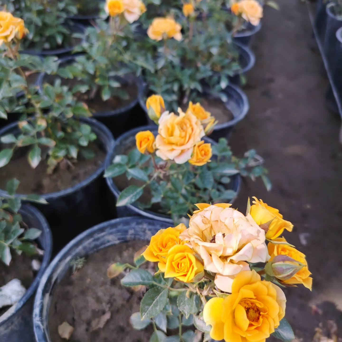 مشتل نعناعه الرفاعي الصوب الاول مجاور جسر المشاة بتجاه السايلو مقابل مدرسة الرقيم الاهليه يوجد توصيل ***********
