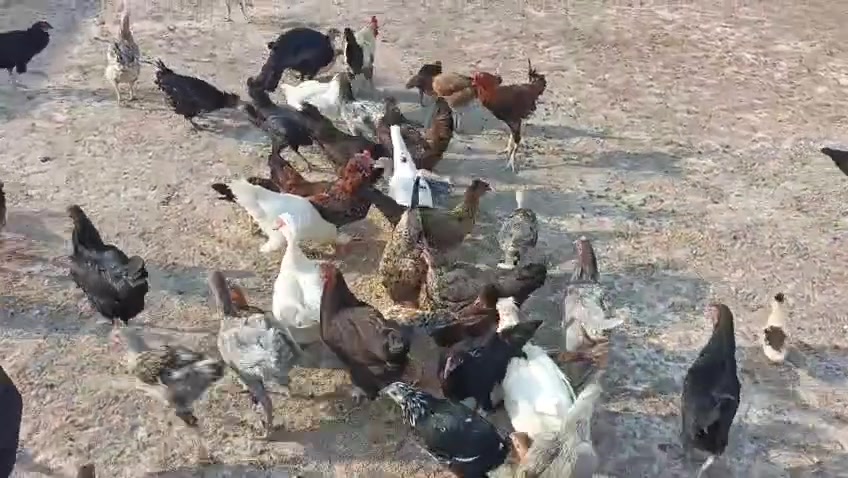 دجاج عرب للبيع بيهن فراريج للبيع شلع الي يريد يخابر على الرقم ***********
