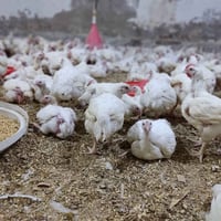 دجاج • دجاج العافية • لحم عجل • لحم مثروم • صدر دجاج • افخاذ دجاج • اج...