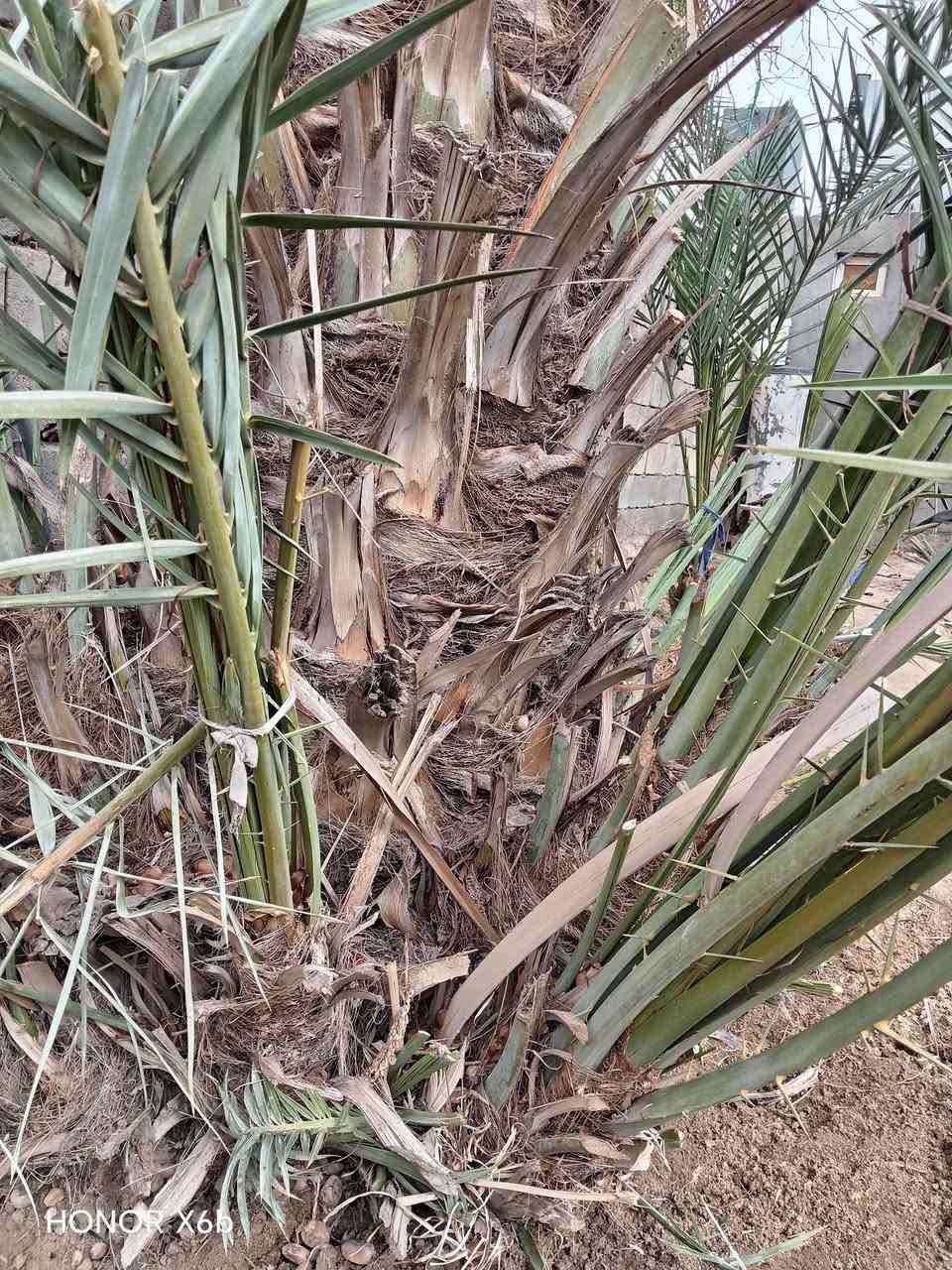 السلام عليكم
تال خيار للبيع السعر 15
لأستفسار على الرقم التالي ***********
