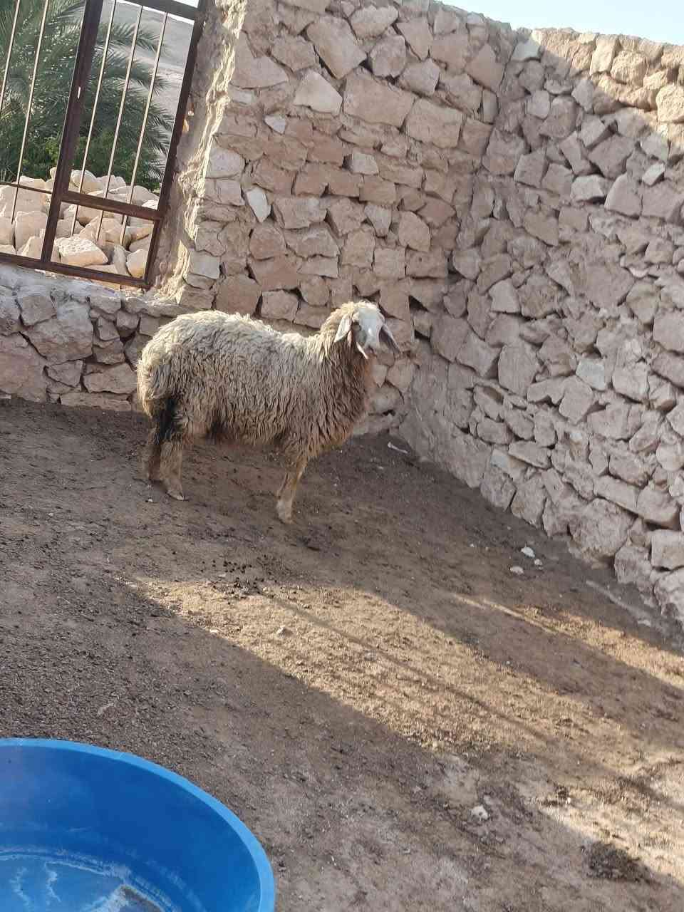 متاح فطيمه عشمه خشنه وشكه طويله وسمن شرط نصاح حلوه رقم واحد وين جنايه عل حلال نضيف درجه اوله فول مكفول سعر خاص مكان بروانه سنجك يوجد توصيل حسب لاتفاق ***********
