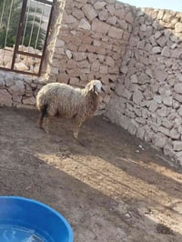 فطيمه • سمينه • بروانه سنجك