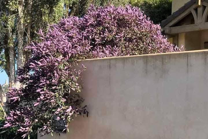 كف مريم الكويتي او البنفسجيه الاوراق او الفيتكس
شجره جميله ذات لون مميز بنفسجي ارجواني فاتح دائمه الخظره مزهره تعيش في الاجواء الحاره والاستوائيه تزهر بازهار بنفسجيه مزرقه جميله تنمو باعتدال من النباتات النادره والجميله تعطي رونق جميل بسبب الاوانها الخفيفه الجذابه تسقى باعتدال حسب المناخ 
توجد لدينا شتلات ارتفاع اكثر من متر سعر ١٠ الف
للحجز واتساب *********** 
العنوان/ بغداد الداوودي شارع هيل وزعفران خلف ثانوية الفضيلة يوجد توصيل بعض مناطق بغداد
