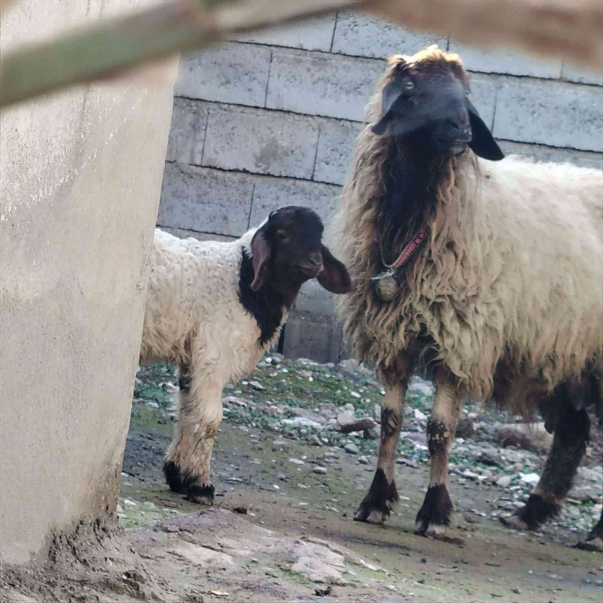 السلام عليكم
نعجه اوم ثالث وراها خاروف خشن فول عمرو15يوم ما شاء الله وخشنه ونضيفه  مكان #الشرقاط عوجيله 

هـ ***********
