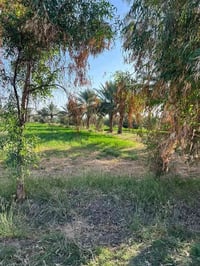 الشيخ عامر • واجهة ٥٠م • سند ٢٥