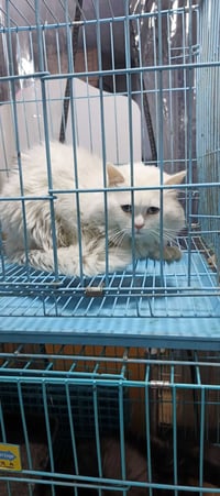 اخوان فقدنه هذا القط فحل شيرازي البارحه بالليل طالع من البيت ومشكلته م...