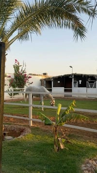 طريق تلكيف • ٣٠٠٠م • مسبح كبير