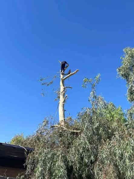 قطع لاشجار ولنخيل في بغداد كرخ ورصافه 
كادر محترف في   التقطيع
الشجار العاليه ولكبيره 
واتساب ***********،،
واتساب***********

@الجميع
