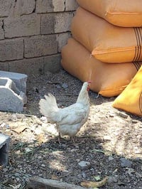 دجاج • دجاج مراوس • دجاج بياض • ديج هراتي • دجاج عربي • دجاج كويتي • د...