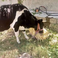بقرة فريزيه • قريبة الولادة • حليب ودسامة