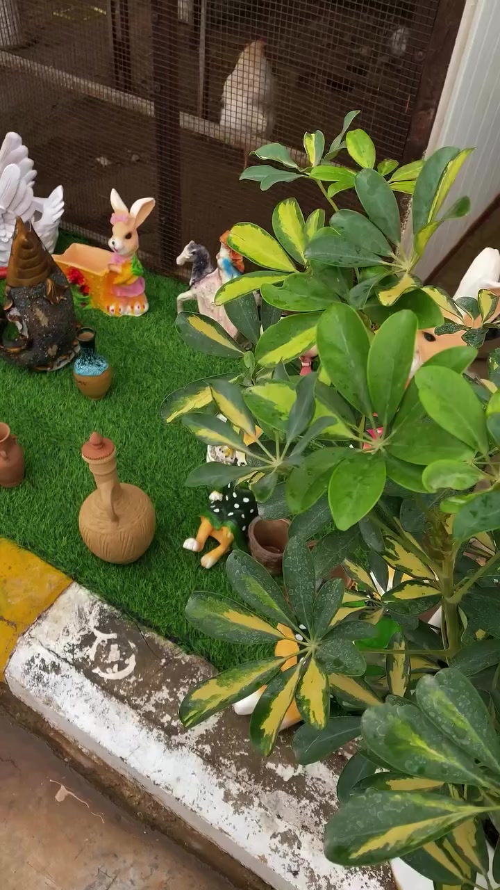 اجواء مشتل الاميال بالمطر 🌱🌴🌧️😍♥️


**إذا كنت صاحب هذا الإعلان وتريد حذفه لأي سبب، رجاءا أرسل رسالة إلى الدعم الفني**