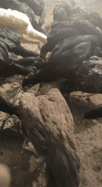 السلام عليكم وتحية طيبة لجميع المربين الاعزاء 
الحمد الله والشكر الذي جعلنا سببا في شفاء هذه الحيوانات الجميلة 

نتائج احد المربين سيد منتظر الميالي من محافظه النجف الاشرف بالتوثيق بفديو حول استخدام علاجات #التنفسية #والكوكسيديا وعلاج #الفطريات ❤️
الحمد الله والشكر بفتره كلش قصيرة بين الفرق ع الدجاج ورجع واستعاد صحته 

#تابع_الفديو_للاخير❤️
#تابع_التعليقات_قبل_الاصابة_لحين_التماثل_بالشفاء❤️

عيادة تودي البيطرية Today vet clinic 
د. زكي وسام 
للاستفسار 
***********
***********
