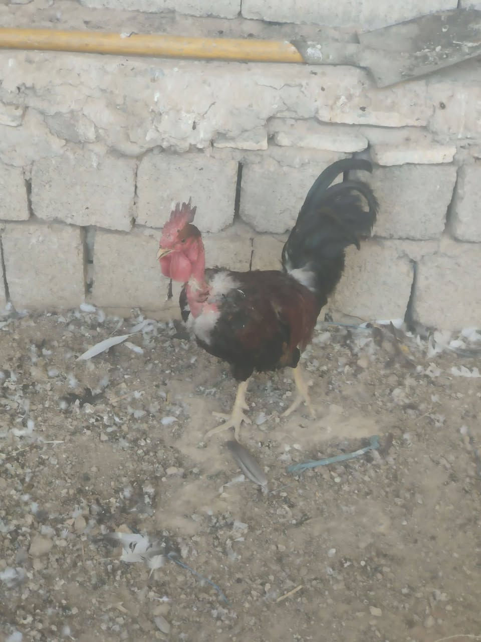 ديج للبيع
‏‪***********‬‏
