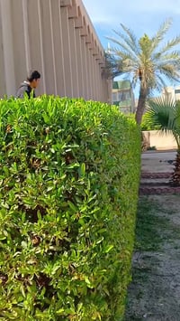 حارث الفلاح 🌿 تابعني وشوف شلون حديقتك راح تتغير 180 درجة ✨ تنسيق، قص ث...